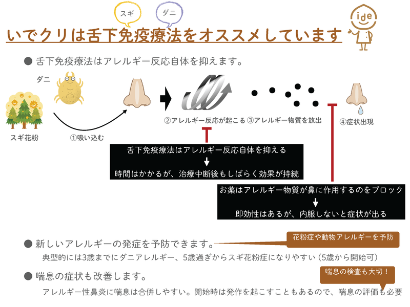 舌下免疫療法の仕組み。アレルギー反応自体を抑え、治療中断後もしばらく効果が持続する